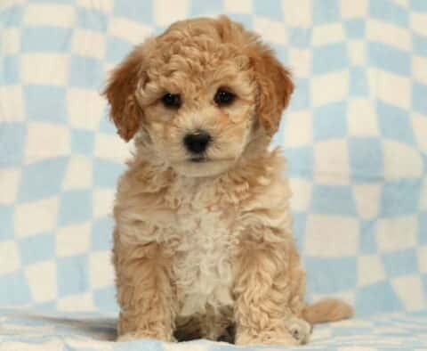 Blake Bichpoo2