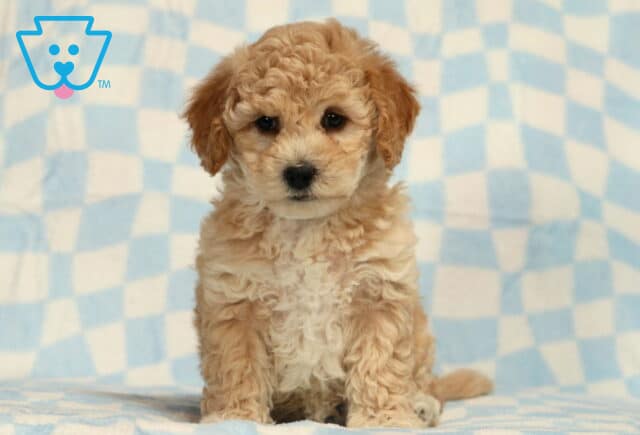 Blake Bichpoo2 image