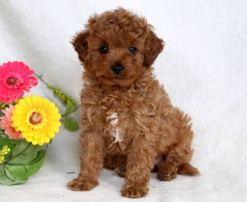 Boots Cavapoo