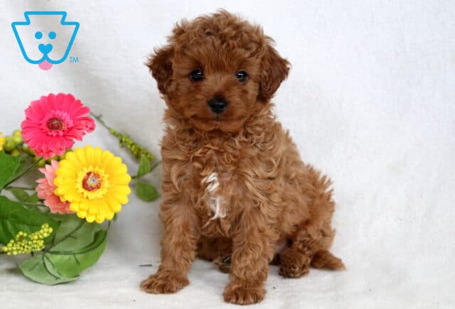 Boots Cavapoo image