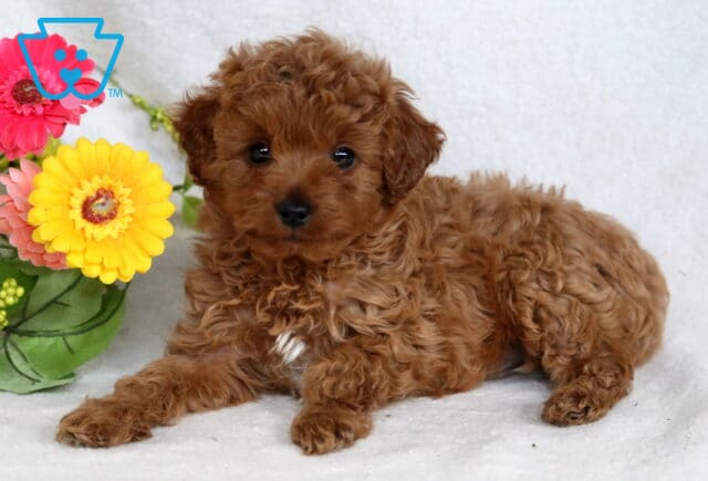 Boots Cavapoo2 image