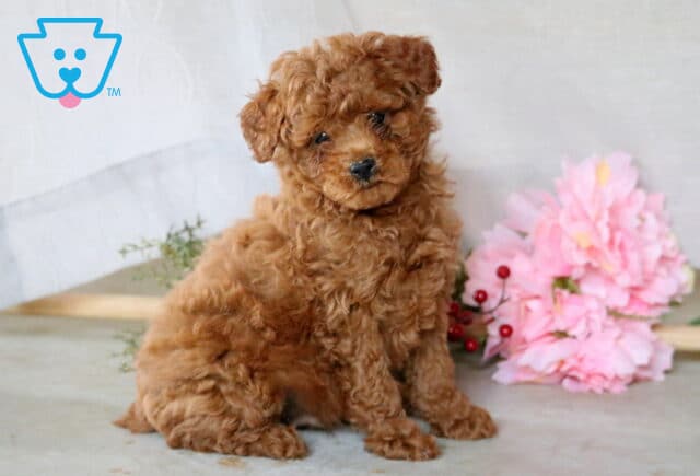 Bouncer Mini Poodle image