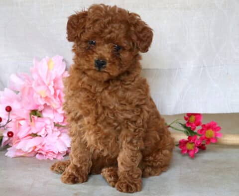 Bouncer Mini Poodle2