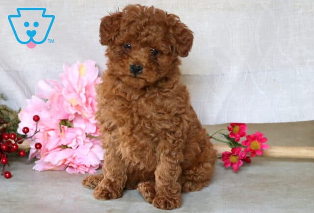 Bouncer Mini Poodle2 image