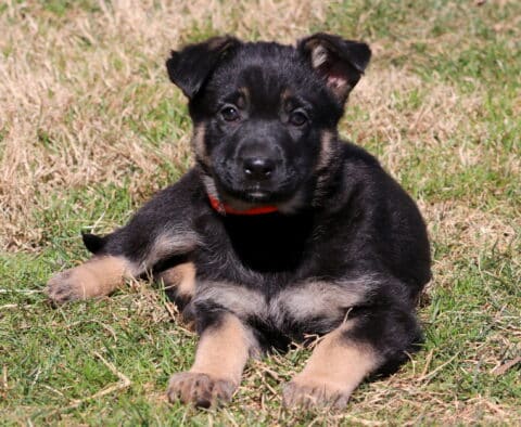 Buddy German.2