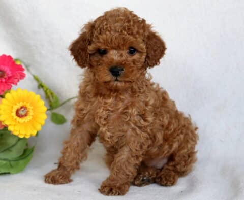 Buttercup Cavapoo