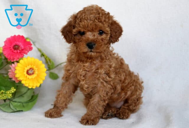 Buttercup Cavapoo image