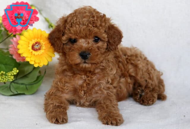 Buttercup Cavapoo2 image