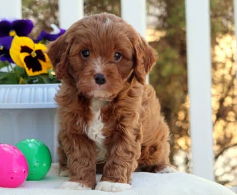 Charlie Cavapoo