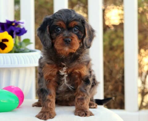 Chloe Cavapoo