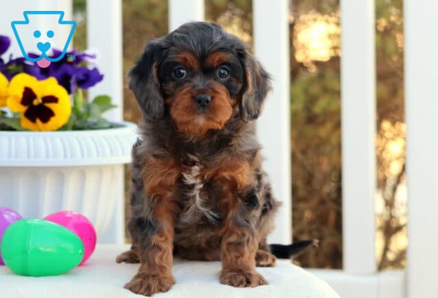 Chloe Cavapoo image