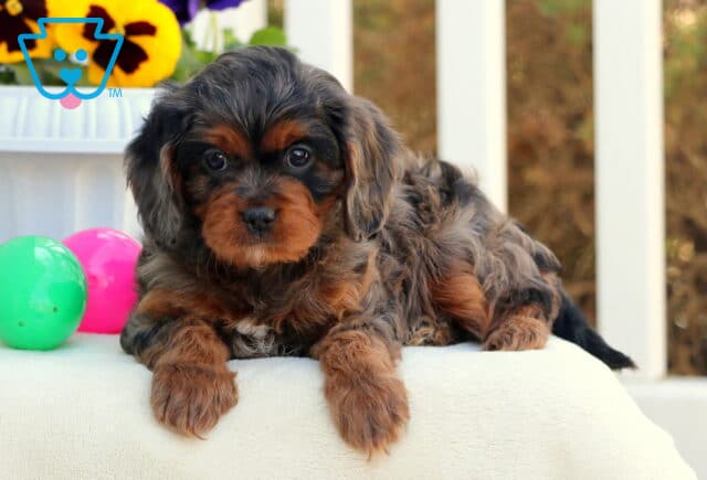 Chloe Cavapoo2 image