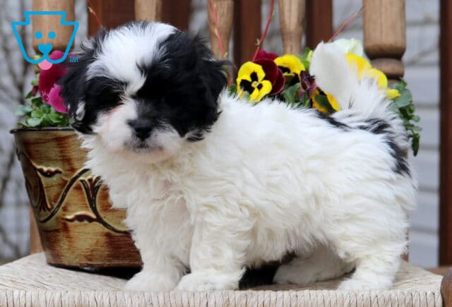 Chum Shichon image