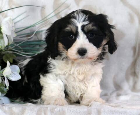 Clair Cavachon