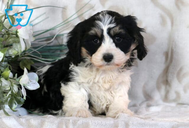 Clair Cavachon image