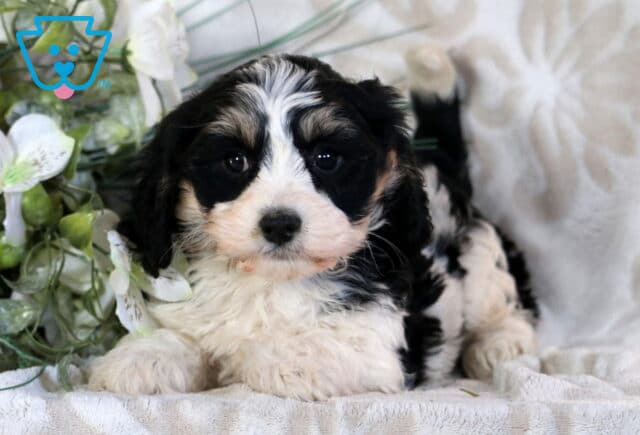 Clair Cavachon2 image