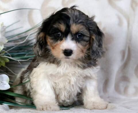 Cookie Cavachon
