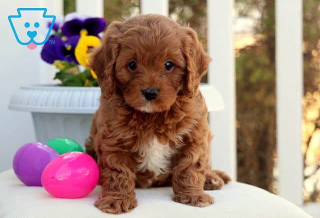 Cosby Cavapoo image