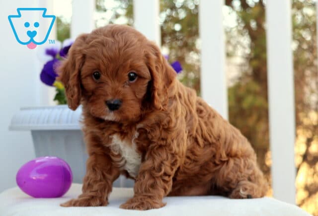 Cosby Cavapoo2 image