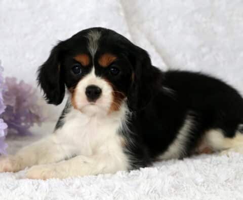Cuddles Cavalier2