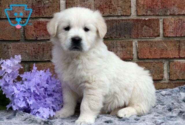 Cuddles EC Golden image