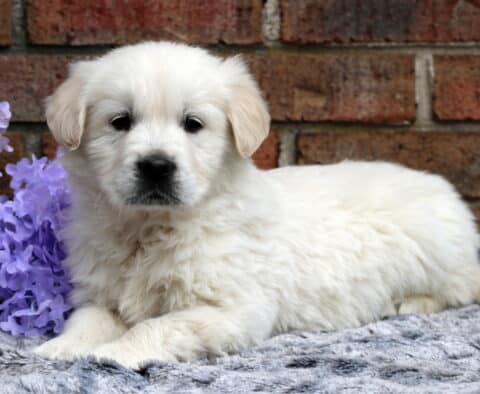 Cuddles EC Golden2