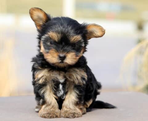 Cutie Yorkiepoo2