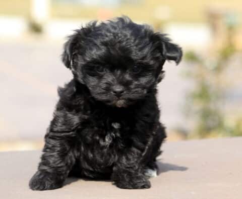 Cynthia Yorkiepoo2