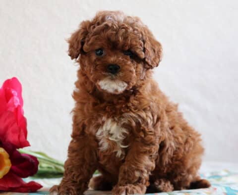 Daffodil Cavapoo