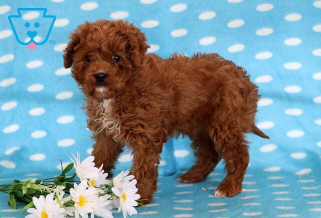 Dallas Cavapoo image