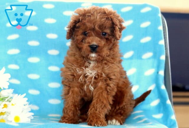 Dallas Cavapoo2 image