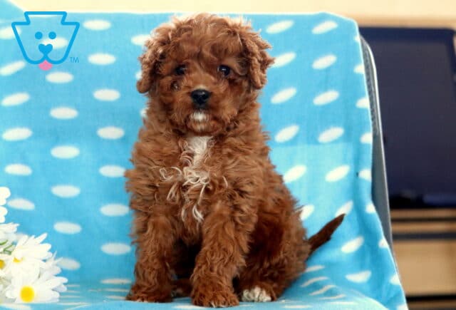 Dallas Cavapoo3 image