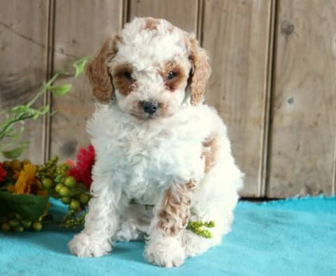Darla Mini Poodle