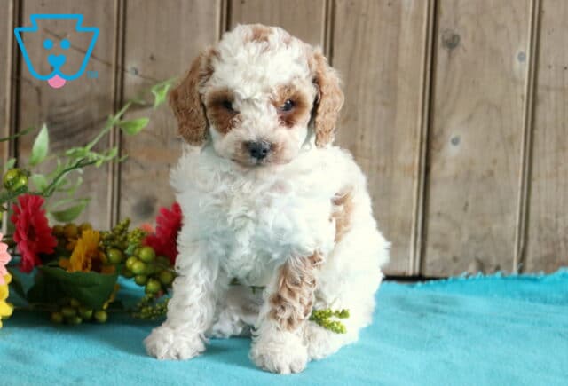 Darla Mini Poodle image