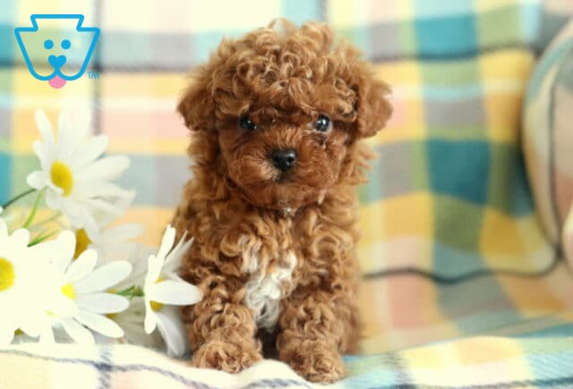 Darla Toy Poodle image
