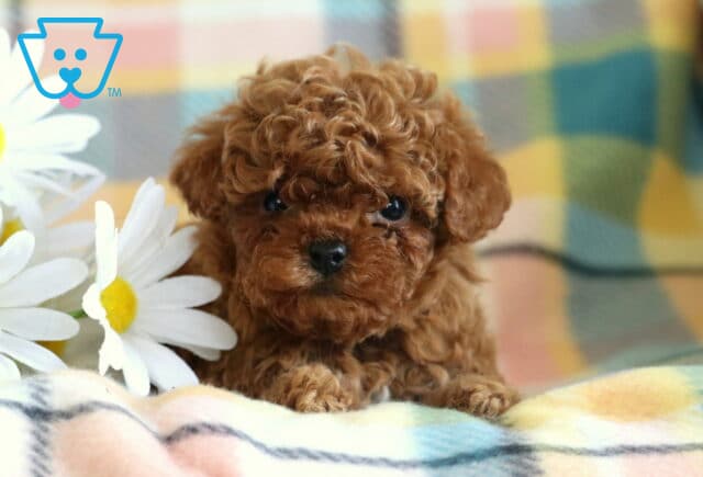 Darla Toy Poodle2 image