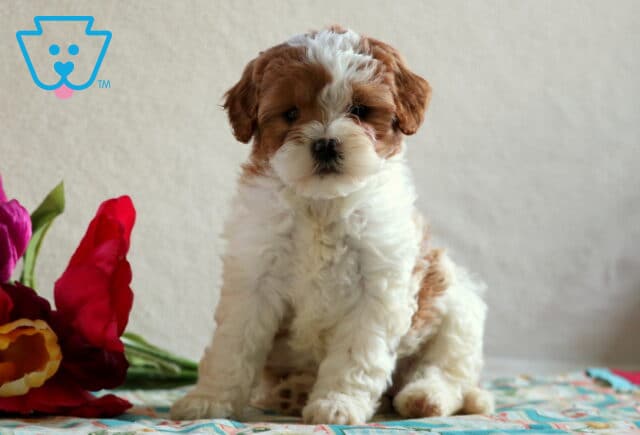 Darling Cavapoo image