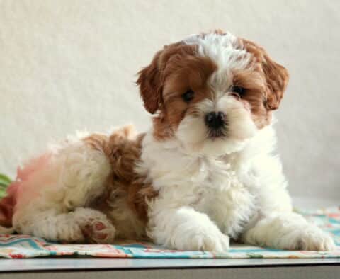 Darling Cavapoo2