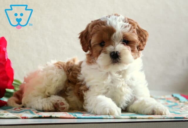 Darling Cavapoo2 image