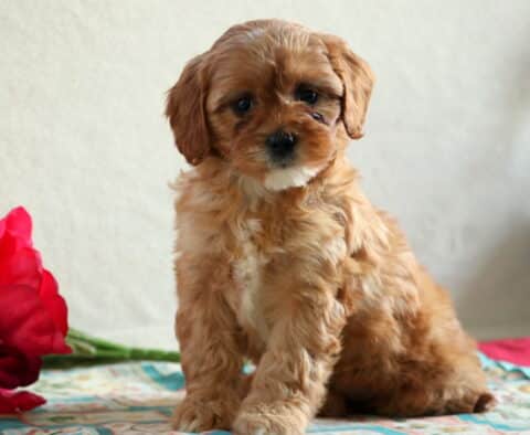 Debbie Cavapoo