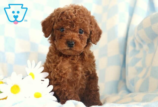Dj Toy Poodle image