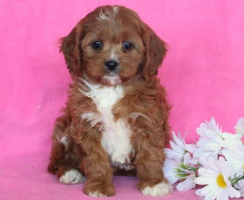 Dream Cavapoo