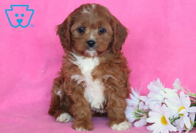 Dream Cavapoo image