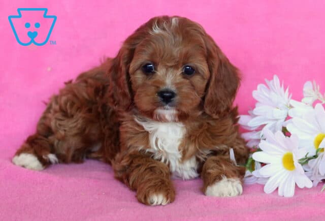 Dream Cavapoo2 image