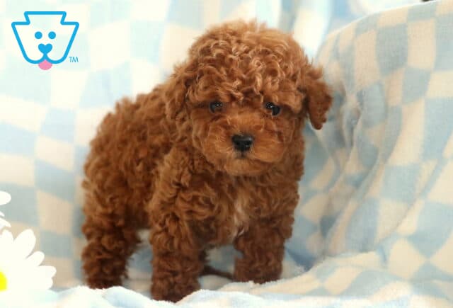 Dunkin Toy Poodle image