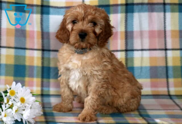 Echo Cavapoo image