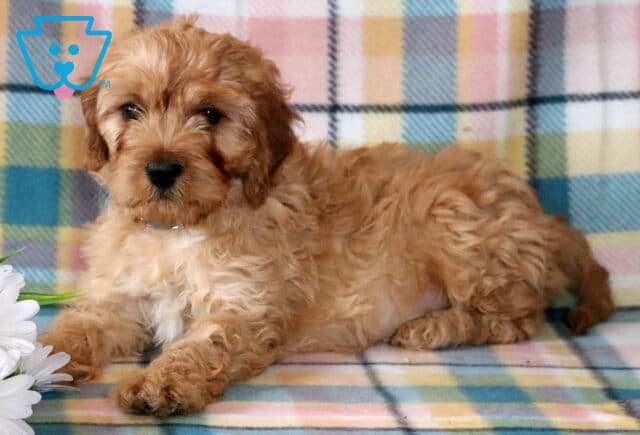 Echo Cavapoo2 image