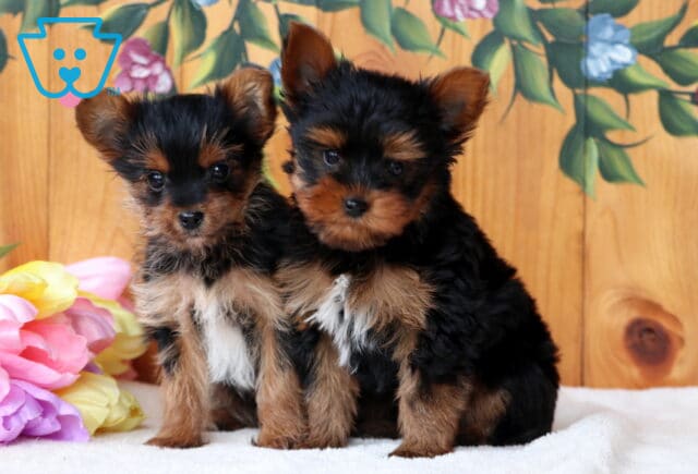 F Litter Yorkie Elmer Glick image