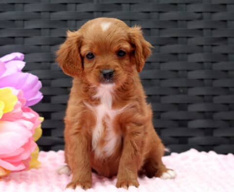 Fairy Cavapoo2