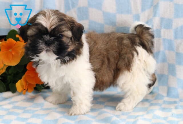Frankie Shih Tzu2 image